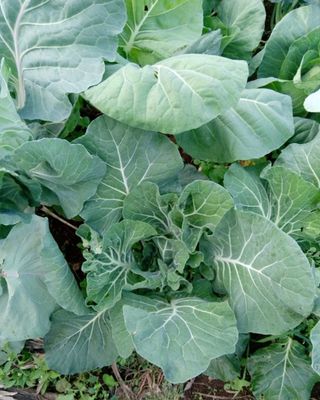 Grøntkál - Couve galega - fræ