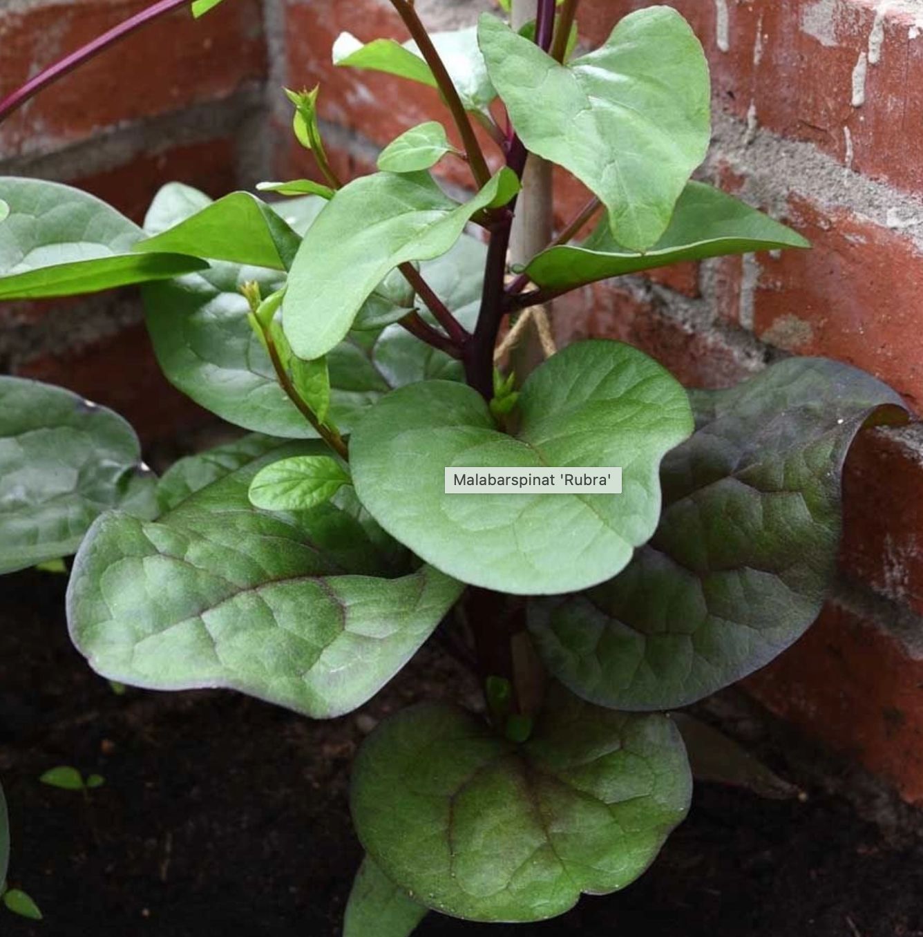 Malabarspinat, Rubra - fræ