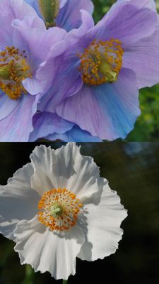 Dreymasólja, Blandaðar litir - Fræ