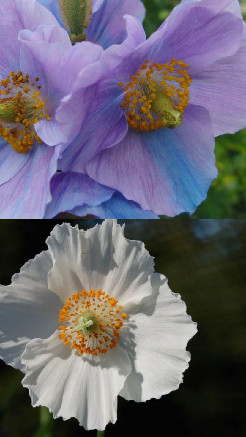 Dreymasólja, Blandaðar litir - Fræ