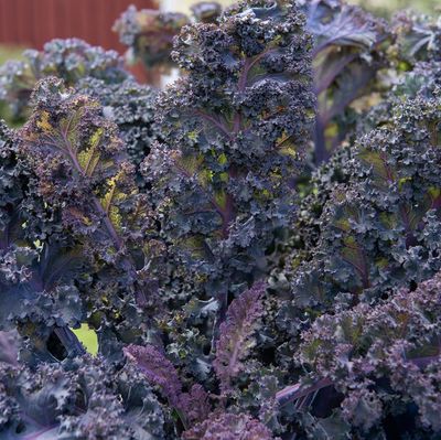 Lilla krúskál - fræ