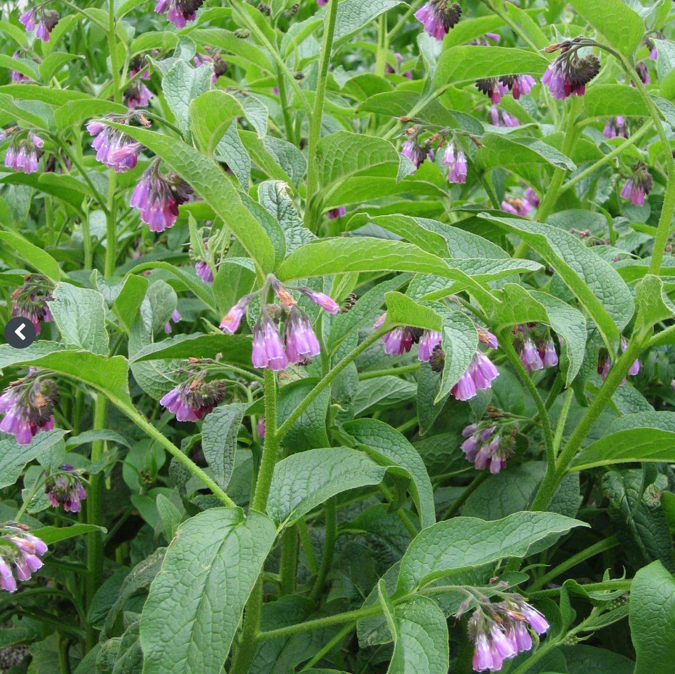 Lægekulsukker - fræ