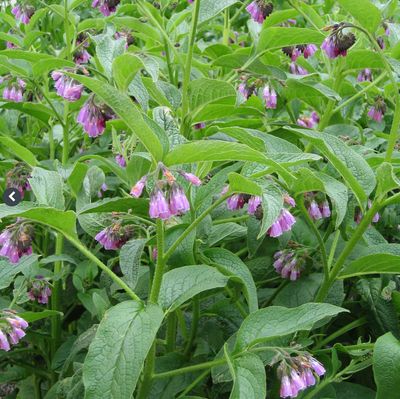 Lægekulsukker - fræ