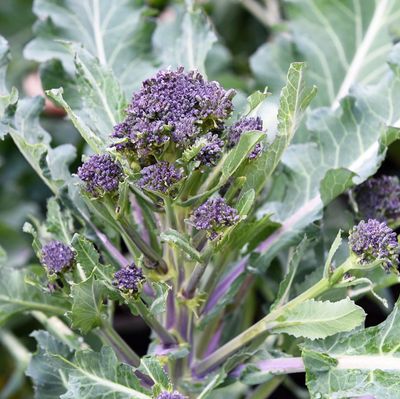 Vetrarbrokkoli - fræ