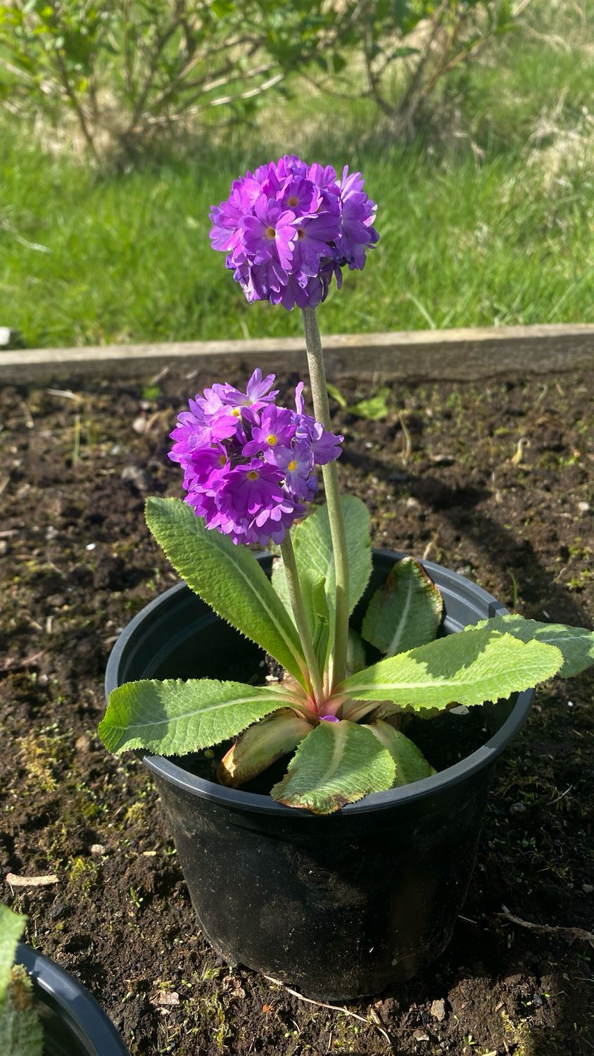 Kugleprimula