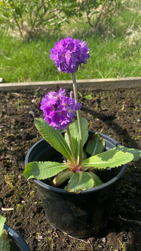 Kugleprimula - Lítil