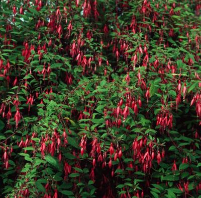 Fuchsia