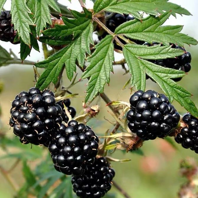 Bromber (turkað bløð)