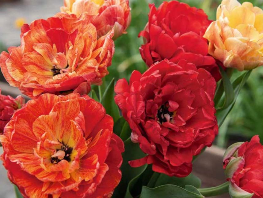 Gudoshnik Double - Tulipanleykur