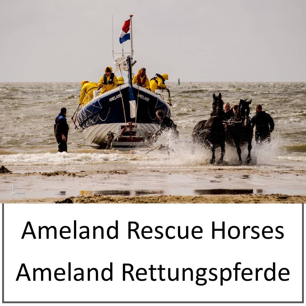 Leinwand - Ameland Rettungspferde