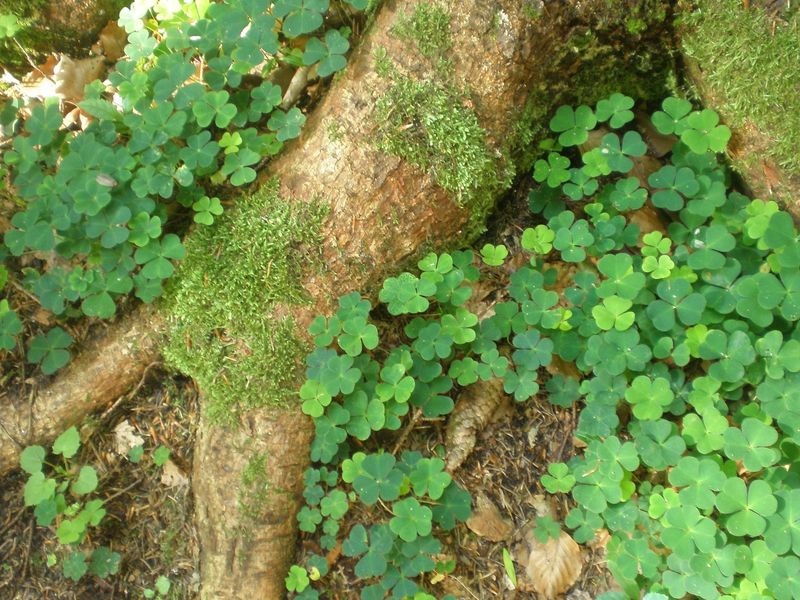 "Get together - St. Patrick´s Day - Irish Whiskey - Irish Beer - Pub-Atmosphere - Live Music" - FR 20.03.2026,  19:30 Uhr