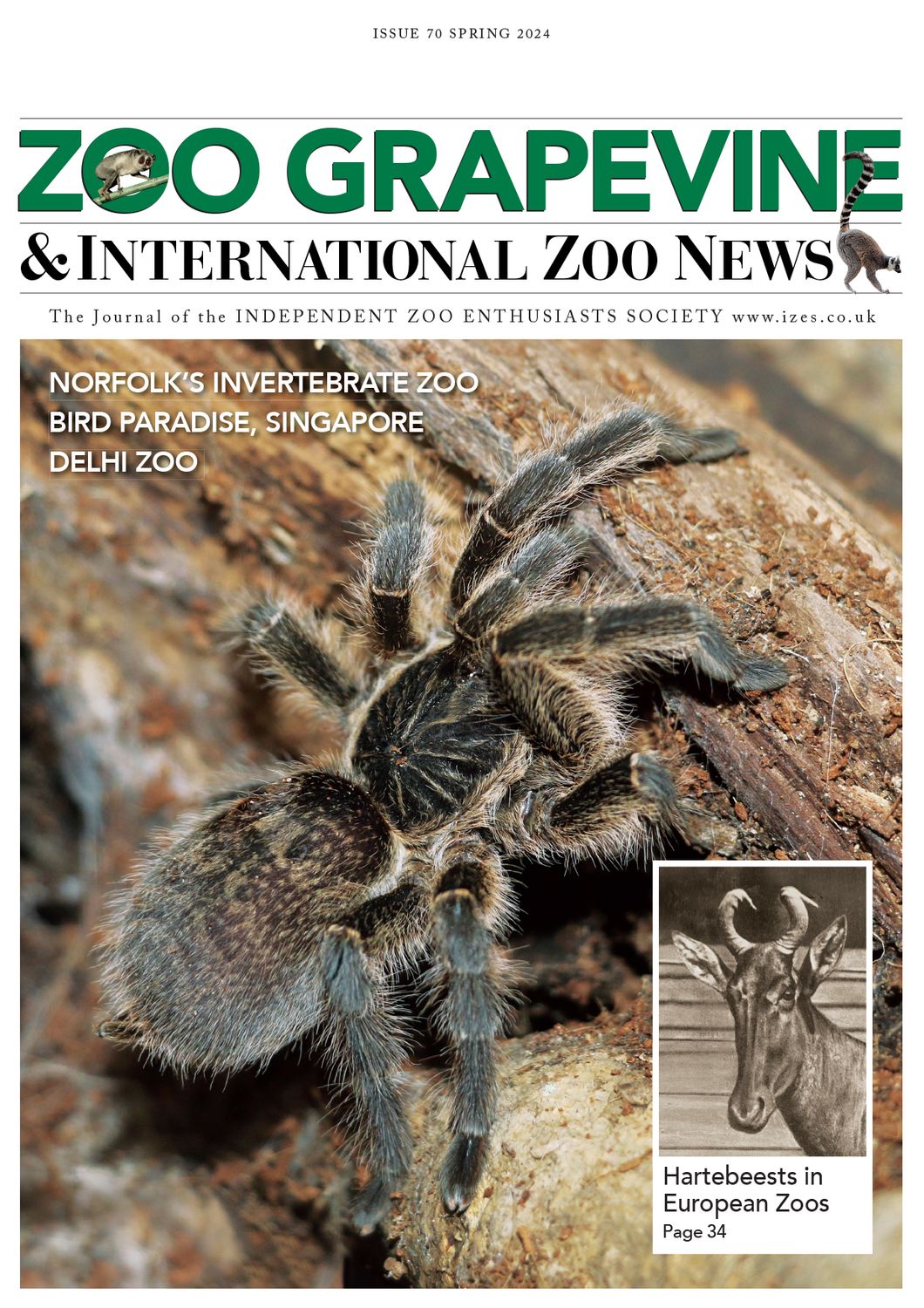 Zoo Grapevine Spring 2024