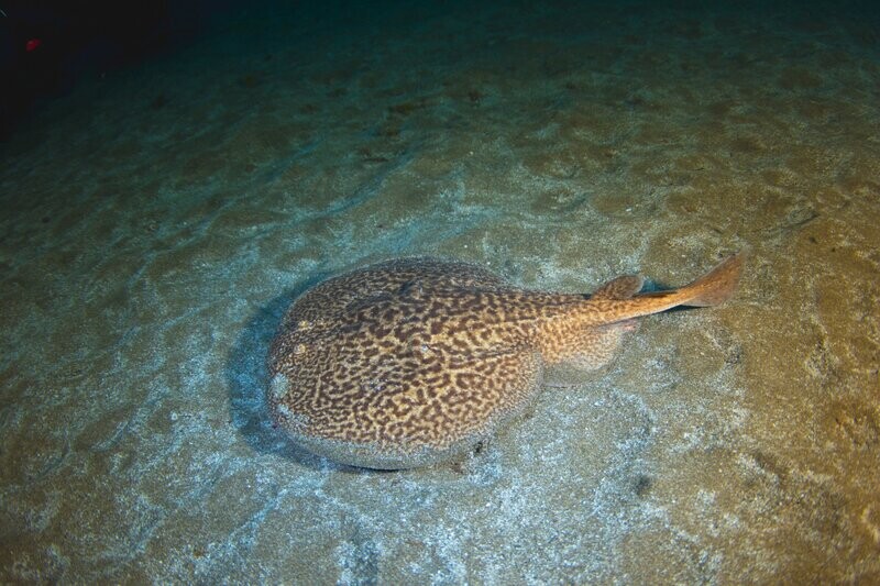 INMERSION EN GRAN CANARIA , PACK DOBLE BUCEO COMPLETO DESDE COSTA INMERSION EN GRAN CANARIA , PACK DOBLE BUCEO COMPLETO DESDE COSTA