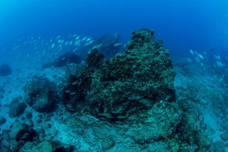 8 INMERSIONES EN GRAN CANARIA , DESDE COSTA CON EQUIPO Y ORDENADOR DE BUCEO 8 INMERSIONES EN GRAN CANARIA , DESDE COSTA CON EQUIPO Y ORDENADOR DE BUCEO