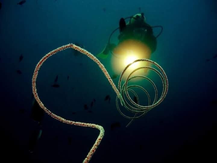 CURSO BUCEO NOCTURNO CURSO BUCEO NOCTURNO