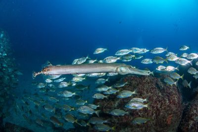 INMERSION DOBLE EN CANARIA , DESDE COSTA CON EQUIPO Y ORDENADOR DE BUCEO INMERSION DOBLE EN CANARIA , DESDE COSTA CON EQUIPO Y ORDENADOR DE BUCEO
