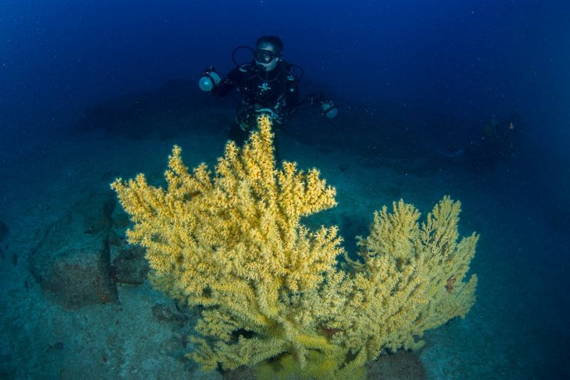 INMERSION EN GRAN CANARIA , UN BUCEO CON SEGURO DESDE COSTA INMERSION EN GRAN CANARIA , UN BUCEO CON SEGURO DESDE COSTA