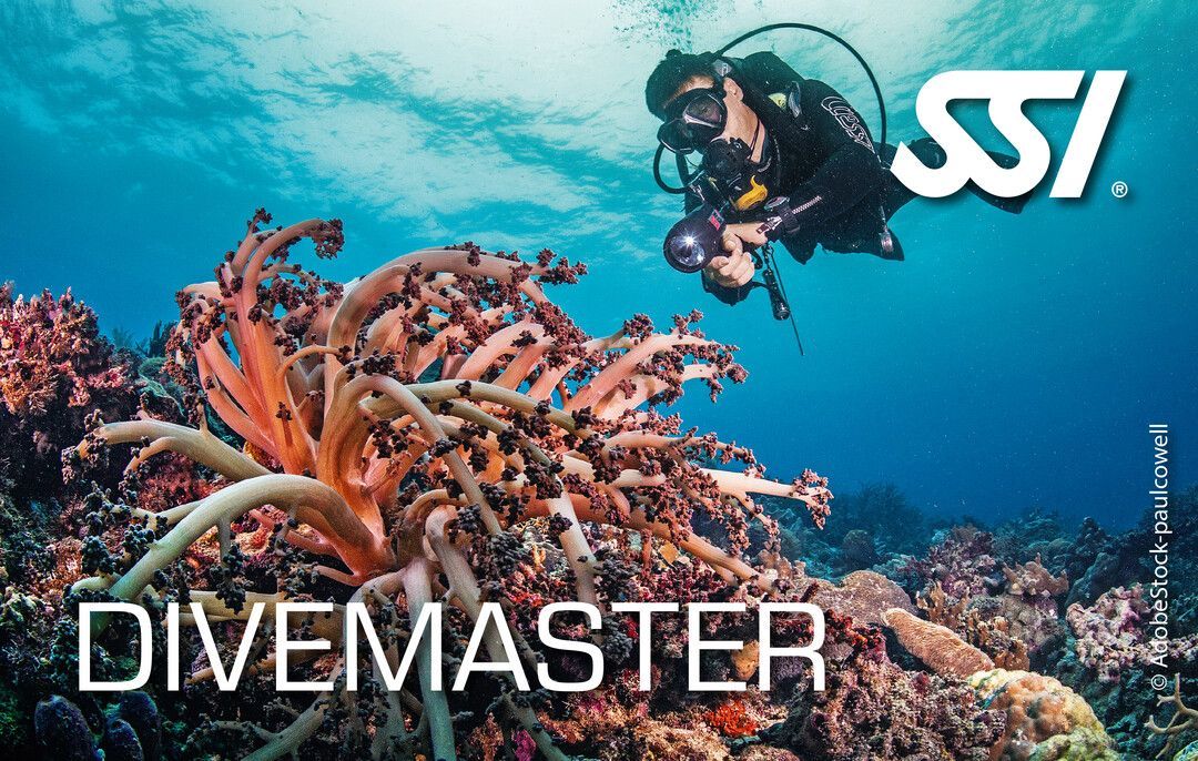 DIVEMASTER CAREER