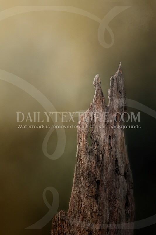 Thin Bark Stump Single Background