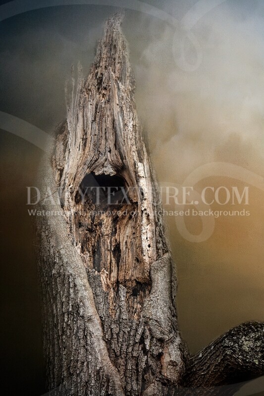 Tree Cavity Single Background