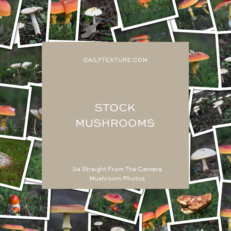 Daily Texture Stock Photos - Mushrooms