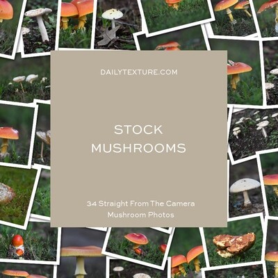 Daily Texture Stock Photos - Mushrooms