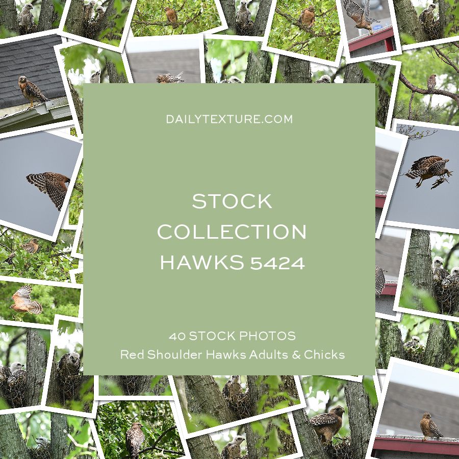 Daily Texture Stock Photos - Hawks Collection 5424