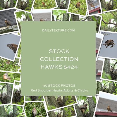 Daily Texture Stock Photos - Hawks Collection 5424