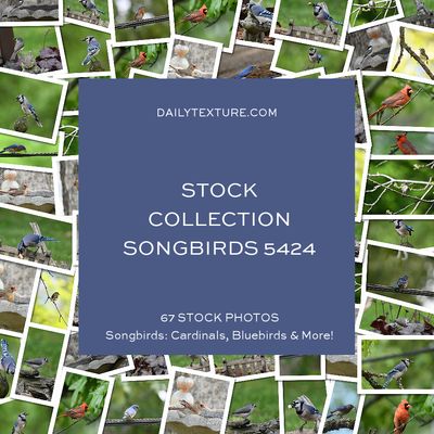 Daily Texture Stock Photos - Songbirds Collection 5424