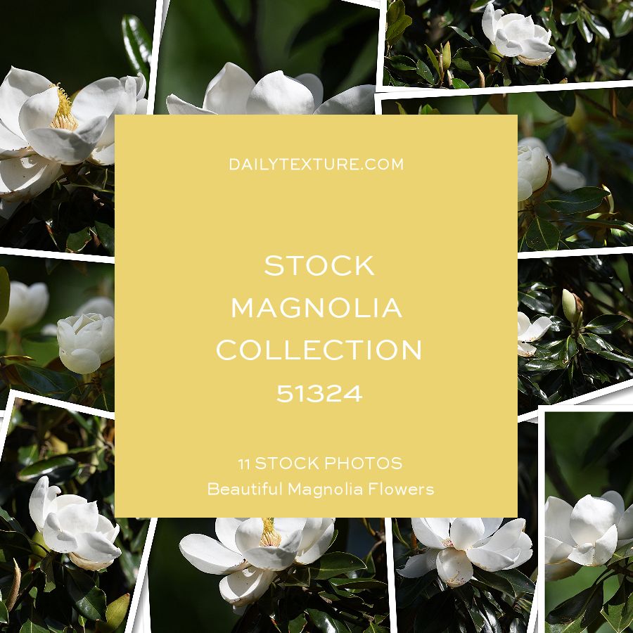 Daily Texture Stock Photos - Magnolia Collection 51324