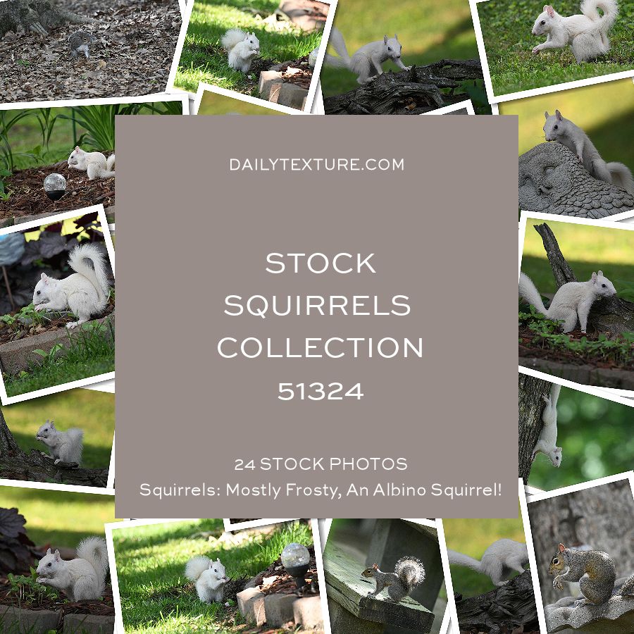 Daily Texture Stock Photos - Squirrels Collection 51324