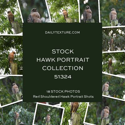 Daily Texture Stock Photos - Hawk Portrait Collection 51324