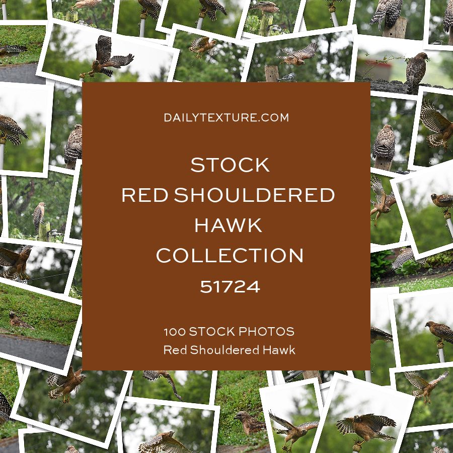 Daily Texture Stock Photos - Hawk Collection 51724