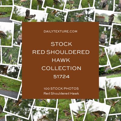 Daily Texture Stock Photos - Hawk Collection 51724
