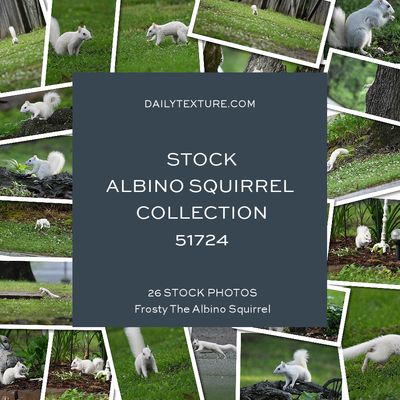 Daily Texture Stock Photos - Albino Squirrel Collection 51724