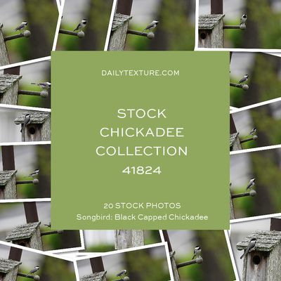 Daily Texture Stock Photos - Chickadee Collection 41824