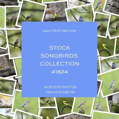 Daily Texture Stock Photos - Songbirds Collection 41824