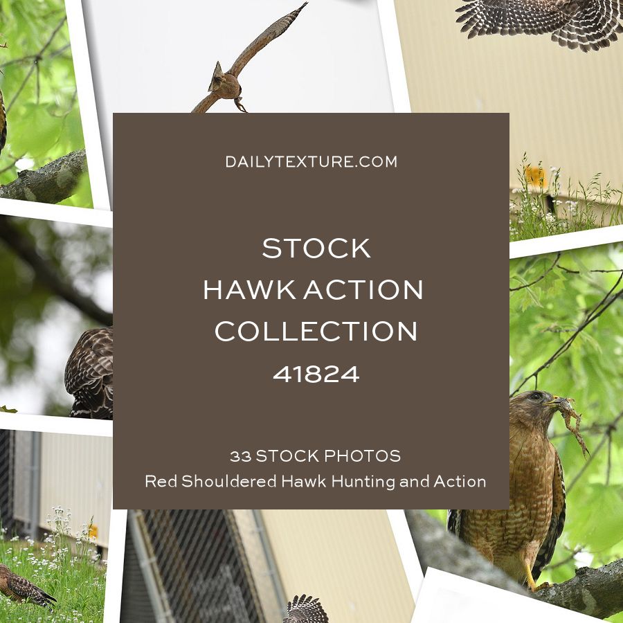 Daily Texture Stock Photos - Hawk Action Collection 41824