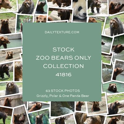 Daily Texture Stock Photos - ZOO Bears Only Collection 41816