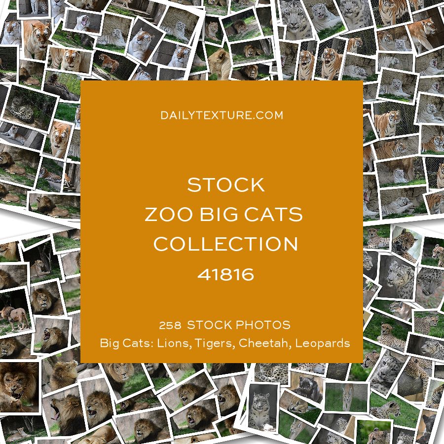 Daily Texture Stock Photos - ZOO Big Cats Only Collection 41816