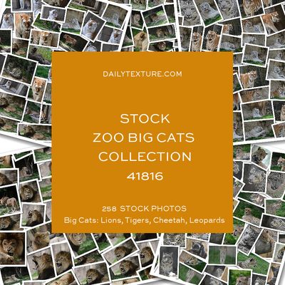 Daily Texture Stock Photos - ZOO Big Cats Only Collection 41816