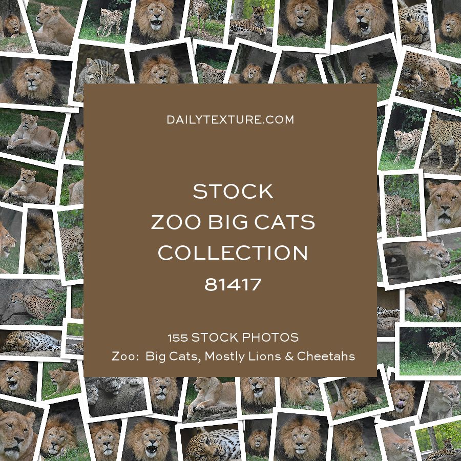 Daily Texture Stock Photos - ZOO Big Cats Only Collection 81417