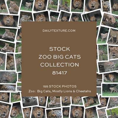 Daily Texture Stock Photos - ZOO Big Cats Only Collection 81417