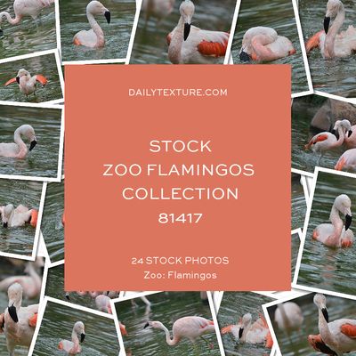 Daily Texture Stock Photos - ZOO Flamingos Only Collection 81417