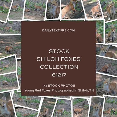 Daily Texture Stock Photos - Shiloh Foxes Collection 61217