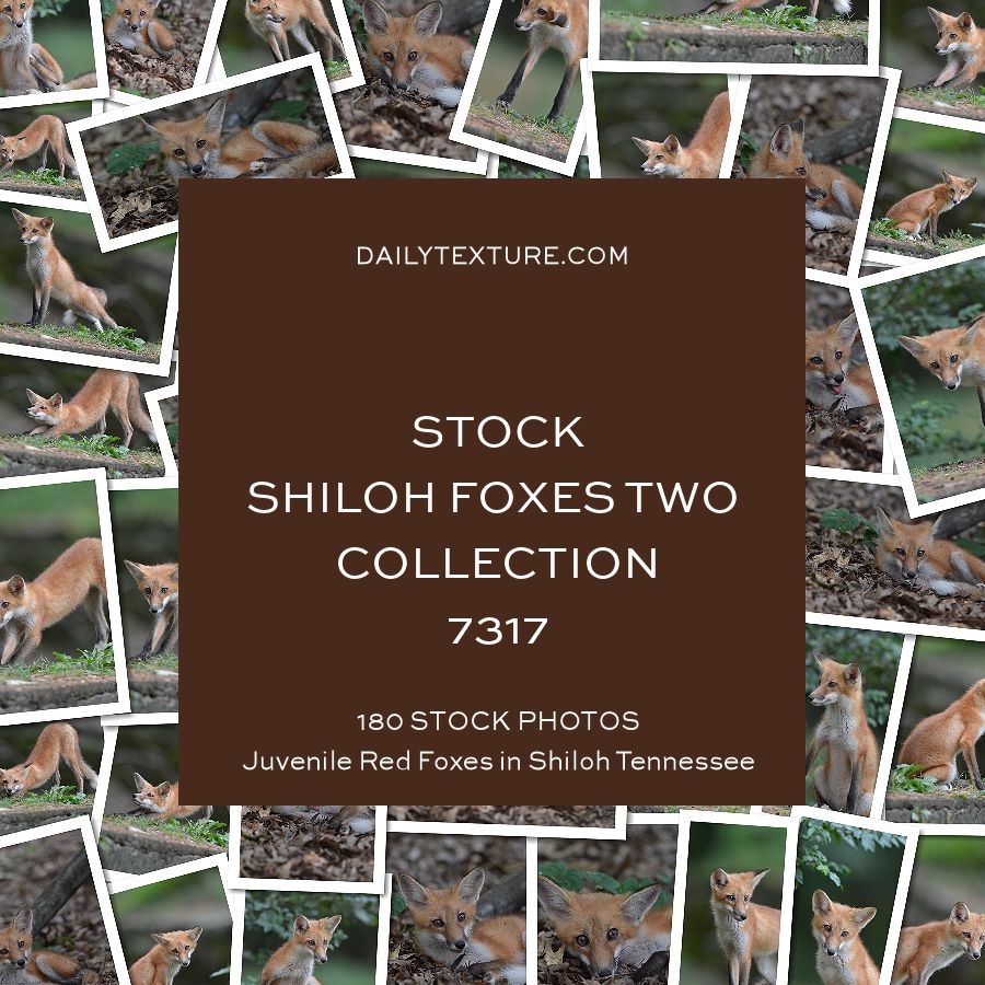Daily Texture Stock Photos - Shiloh Foxes TWO Collection 7317