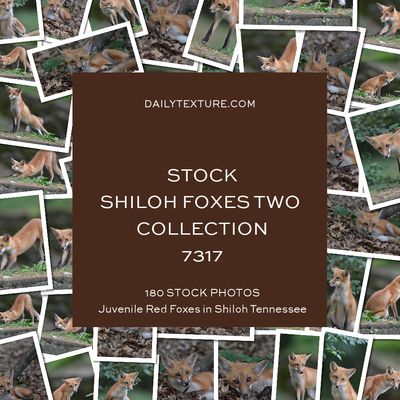 Daily Texture Stock Photos - Shiloh Foxes TWO Collection 7317