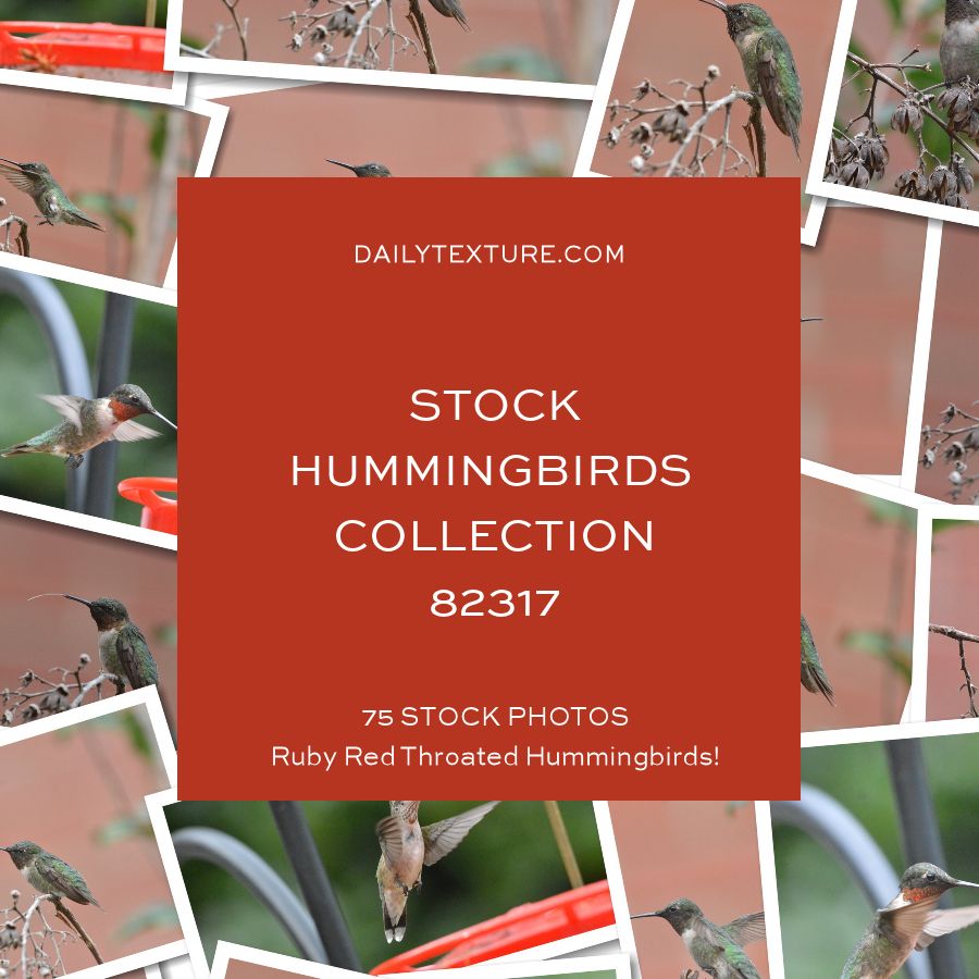 Daily Texture Stock Photos - Hummingbirds Collection 82317