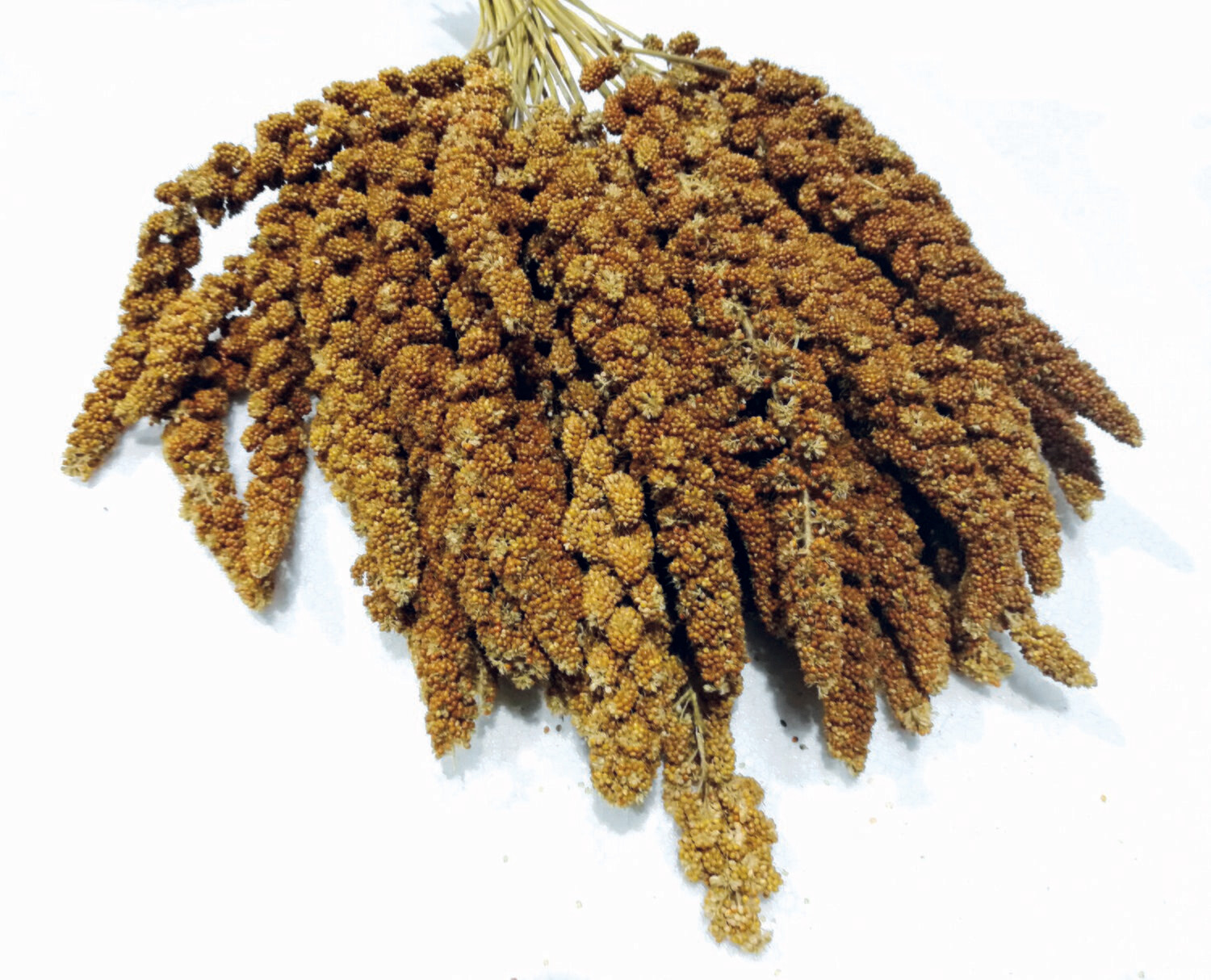 Kolbenhirse chinesisch 1 kg (gelb)