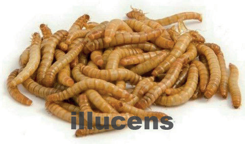 Mehlwürmer (Tenebrio molitor) 500 g - 
14,40 €/kg